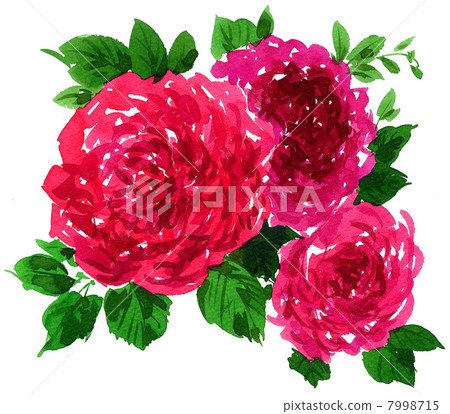 玫瑰 玫瑰花 花朵 7998715