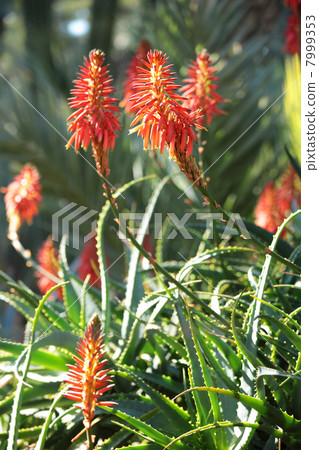 Aloe 7999353