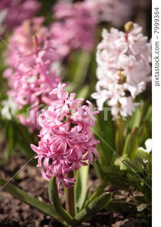 Pink hyacinth in garden 7999364