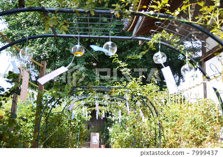 Osasu Kannon-style wind chimes Festival Osasu Kannon-style wind chimes Festival 7999437