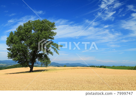 Biei's philosophy tree and wheat fields 7999747