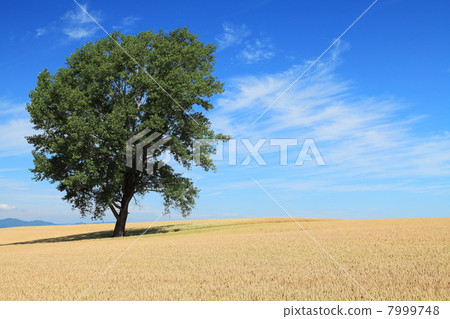 Biei's philosophy tree and wheat fields 7999748