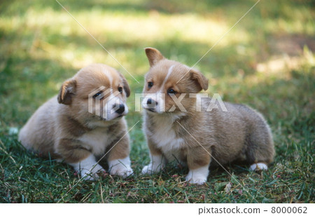 好朋友柯基犬 8000062