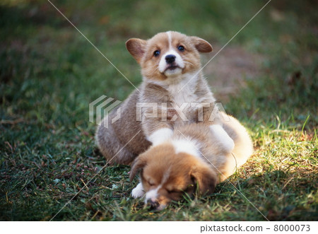 好朋友柯基犬 好朋友柯基犬 8000073