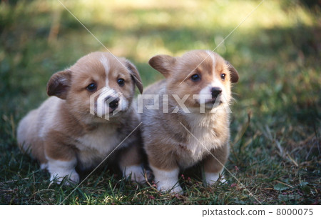 Good friend Corgi Good friend Corgi 8000075