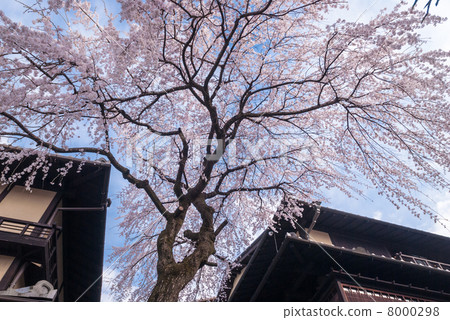Misonasaka Akebonotei early blooming cherry blossoms Misonasaka Akebonotei early blooming cherry blossoms 8000298