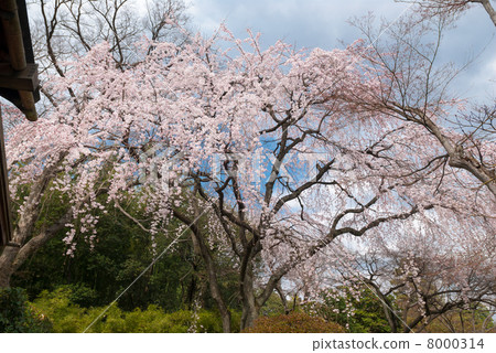 片品皇宮鳥的黎明櫻花 8000314