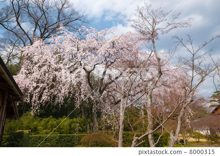 片品皇宮鳥的黎明櫻花 8000315