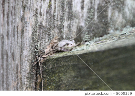 還在等待的青蛙 8000339