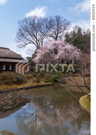Katsura Imperial Palace Laugh and Vegetable Cherry Blossoms 8000454