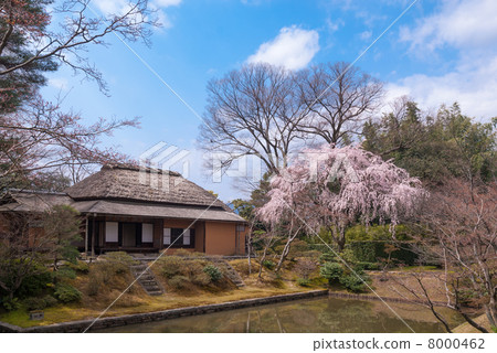 Katsura Imperial Palace Laugh and Vegetable Cherry Blossoms 8000462