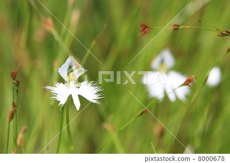 蘭科 蘭科 8000678