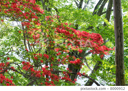 Oku-Nikko的Yama Azalea 8000912