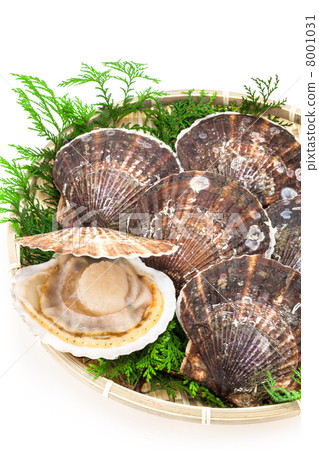 Scallop shellfish from Sanriku 8001031