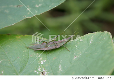 If you write it in Ombuda Kanji, "Negative fly" If you write it in Ombuda Kanji, "Negative fly" 8001063