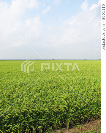 Paddy field of Hachirogata 8001110