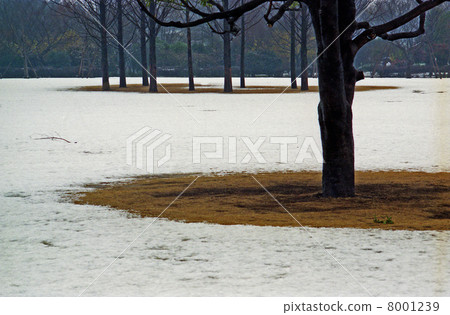 Citizen's forest / snow scene in the 1990s 8001239