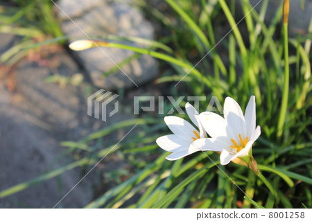 球死了 球死了 8001258