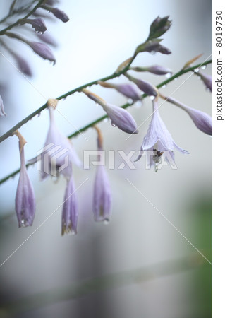 Giboshi no Hana（鬼魂大師） 8019730