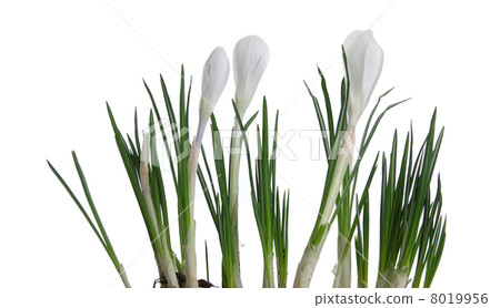 Beautiful white crocus Beautiful white crocus 8019956