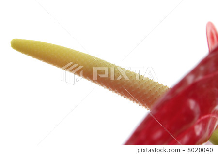 Anthurium isolated on white Anthurium isolated on white 8020040