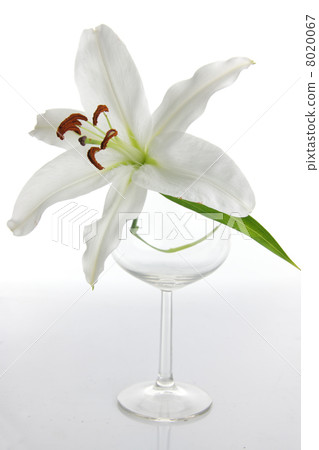 Lilium Lilium 8020067