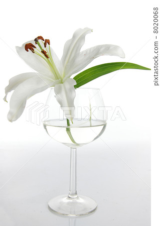 Lilium 8020068