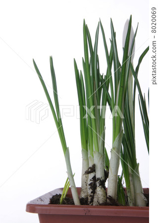 White crocus on a white background 8020069