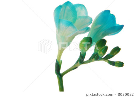 Freesia Freesia 8020082