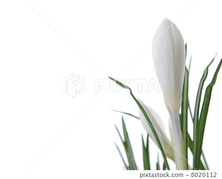 Beautiful white crocus Beautiful white crocus 8020112