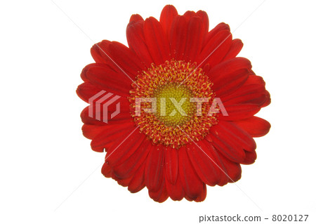 Red gerber isolated on white background Red gerber isolated on white background 8020127