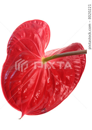 Anthurium isolated on white Anthurium isolated on white 8020221