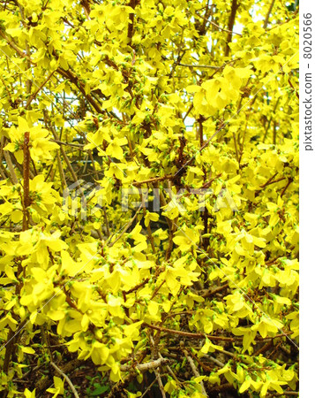 Spring flowers forsythia 8020566