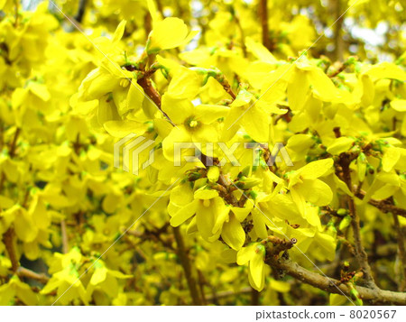 Spring flowers forsythia 8020567