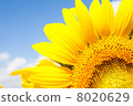 sunflower	 8020629