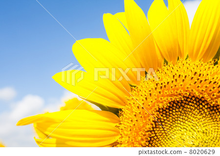 sunflower sunflower 8020629