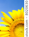 sunflower	 8020630