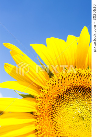 sunflower sunflower 8020630