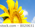 sunflower	 8020631