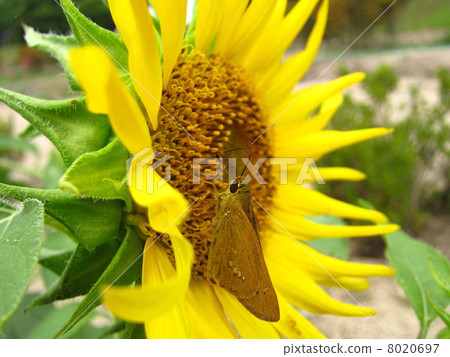 向日葵和鯨類蝴蝶 向日葵和鯨類蝴蝶 8020697