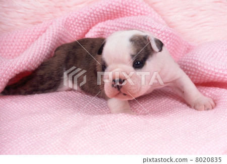 可愛的小狗 8020835