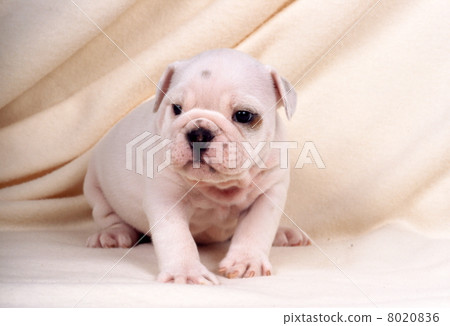 可愛的小狗 8020836