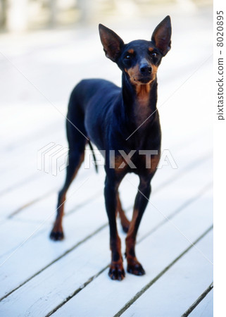 Minipin貝殼 Minipin貝殼 8020895