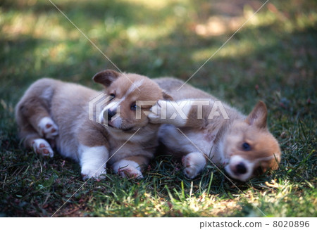 可愛的小狗 可愛的小狗 8020896