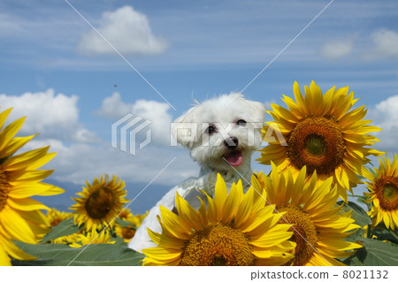 Sunflowers and dogs 8021132