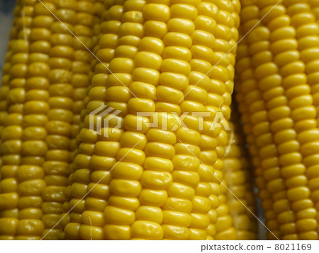 corn corn 8021169