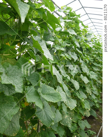 cucumber cucumber 8021170