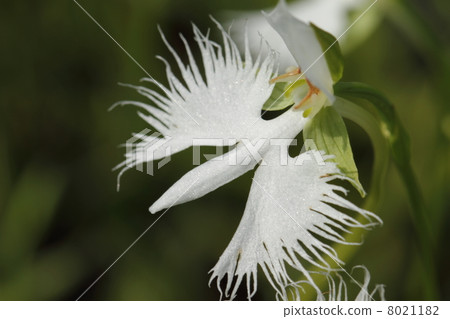 蘭科 蘭科 8021182