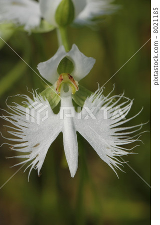 蘭科 蘭科 8021185