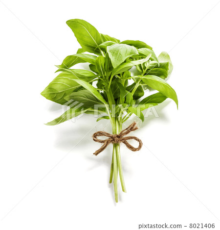 圖庫照片: basil leaves